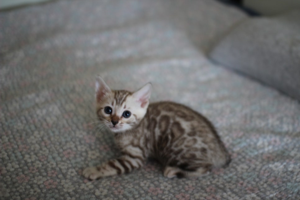 실밍크뱅갈고양이 여아 분양해요~ 관련 이미지 4