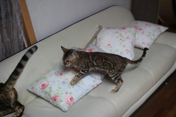 소유캐터리 종묘인 뱅갈고양이 여아 스텔라예요~ 관련 이미지 4