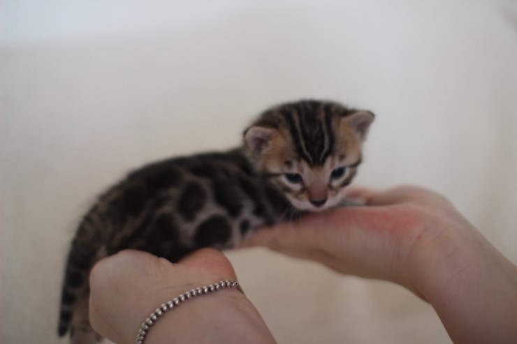 뱅갈고양이 분양 어쩜 이리도 화려할수 있을까 관련 이미지 5