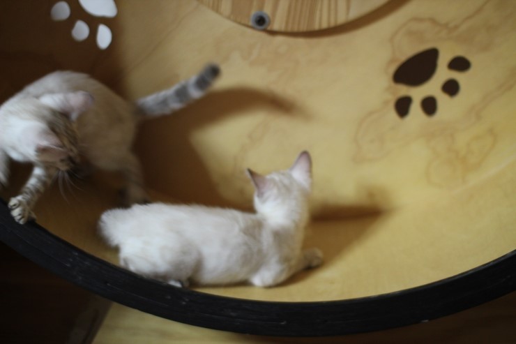 스노우뱅갈고양이 키퍼 여아들 캣휠 선수 됬어요~ 관련 이미지 6