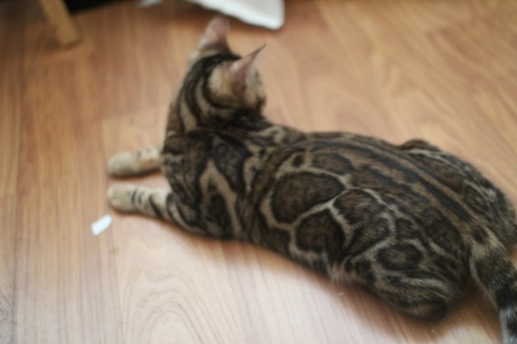 뱅갈고양이 새해 첫날~ 관련 이미지 1