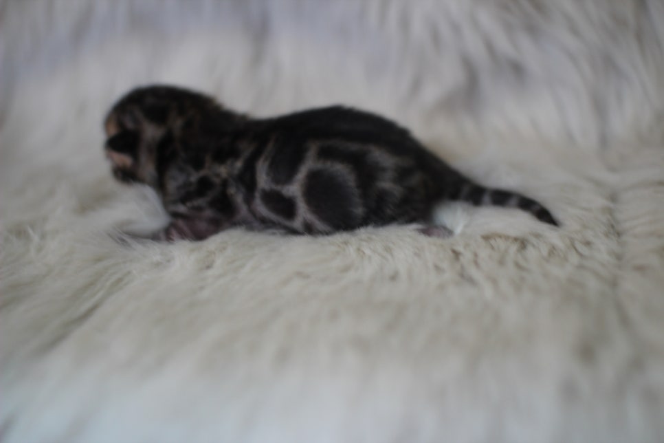 브라운 뱅갈고양이 꼬물이 남아~ 관련 이미지 2