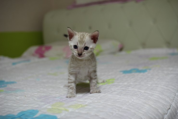 실링스 스노우 뱅갈고양이 남아예요~ 관련 이미지 14