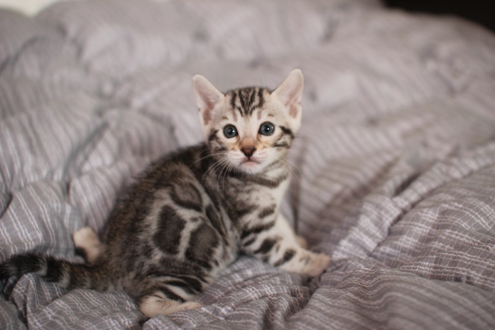 실버뱅갈고양이 여아 분양해요! 관련 이미지 1