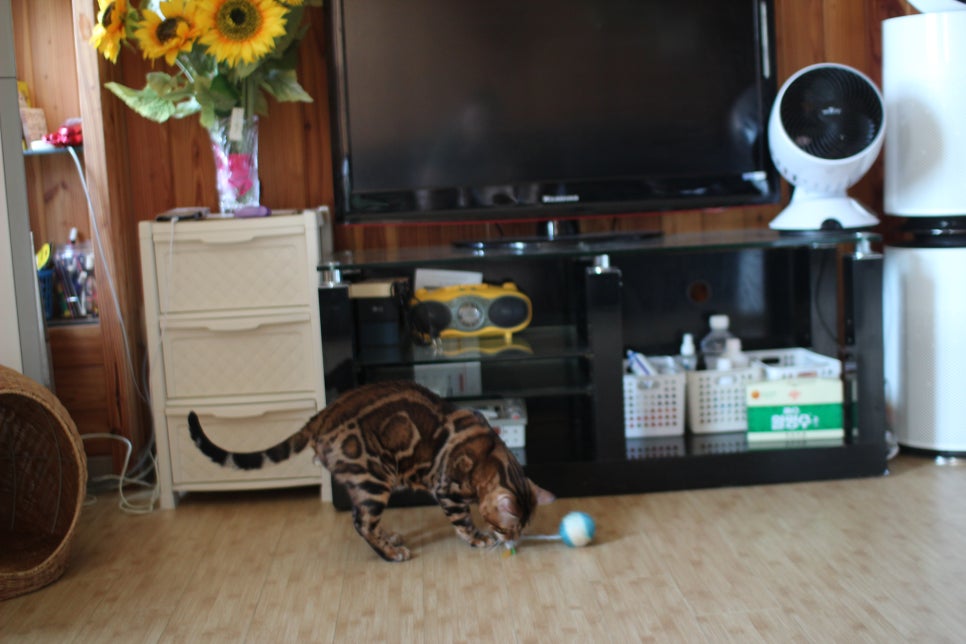 뱅갈고양이 블랙홀 강아지야 고양이야? ^^ 관련 이미지 10