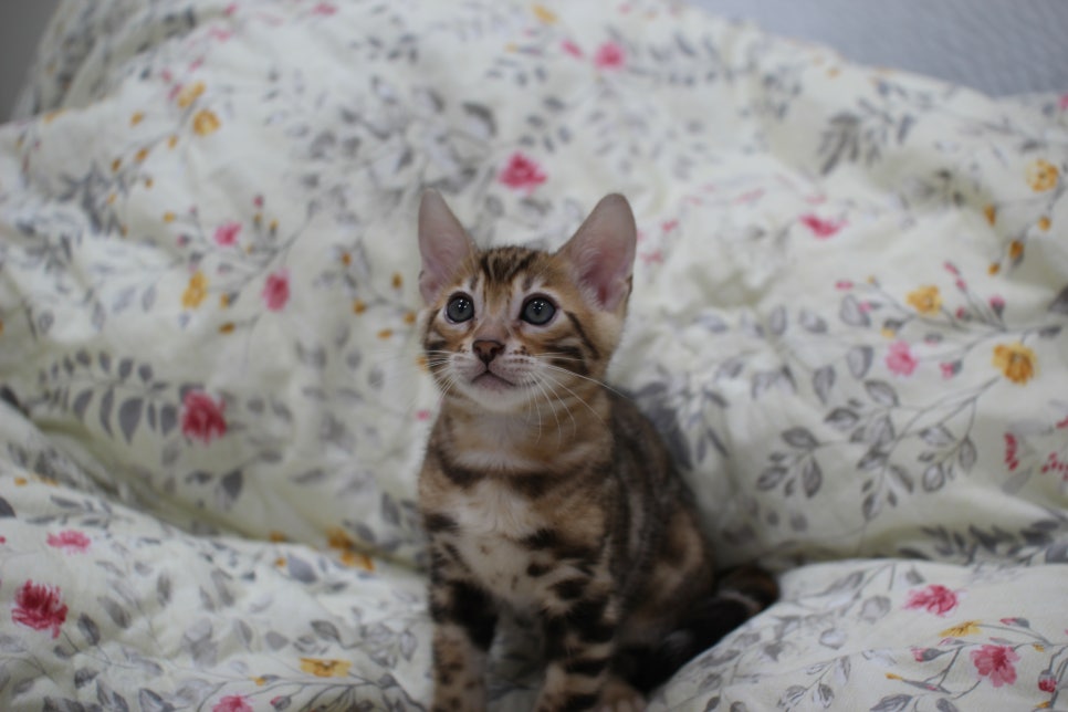 순종적인 성격에 브라운 뱅갈고양이 남아 분양해요~ 관련 이미지 2