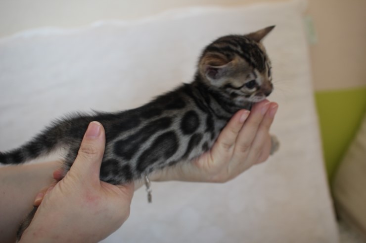 비슷한 패턴에 뱅갈고양이 남매~ 관련 이미지 7