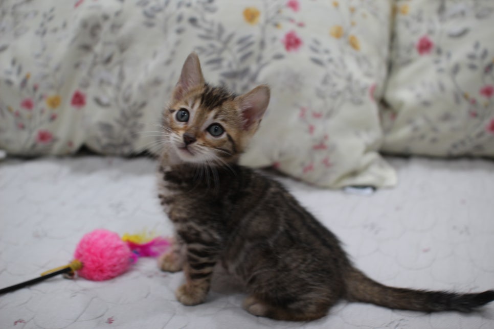 빅로젯이 멋진 완전완전 개냥이 남아 분양해요~ 관련 이미지 15