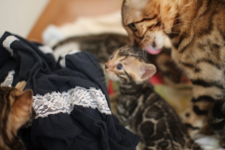 뱅갈고양이 꼬맹이들 이유식 시작 했습니다~ 관련 이미지 3