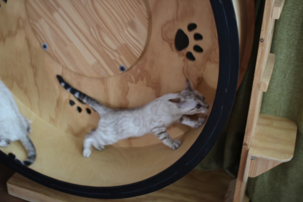 분양중인 스노우뱅갈고양이 남매예요~ 관련 이미지 16