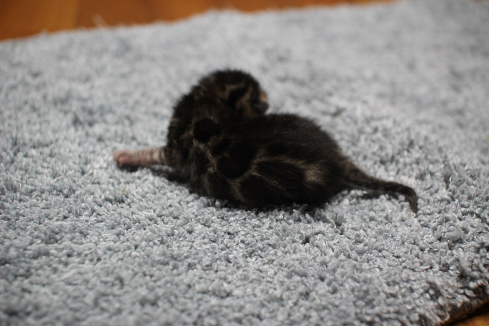 어메이징한 브라운 뱅갈고양이 남아가 태어났어요~ 관련 이미지 11