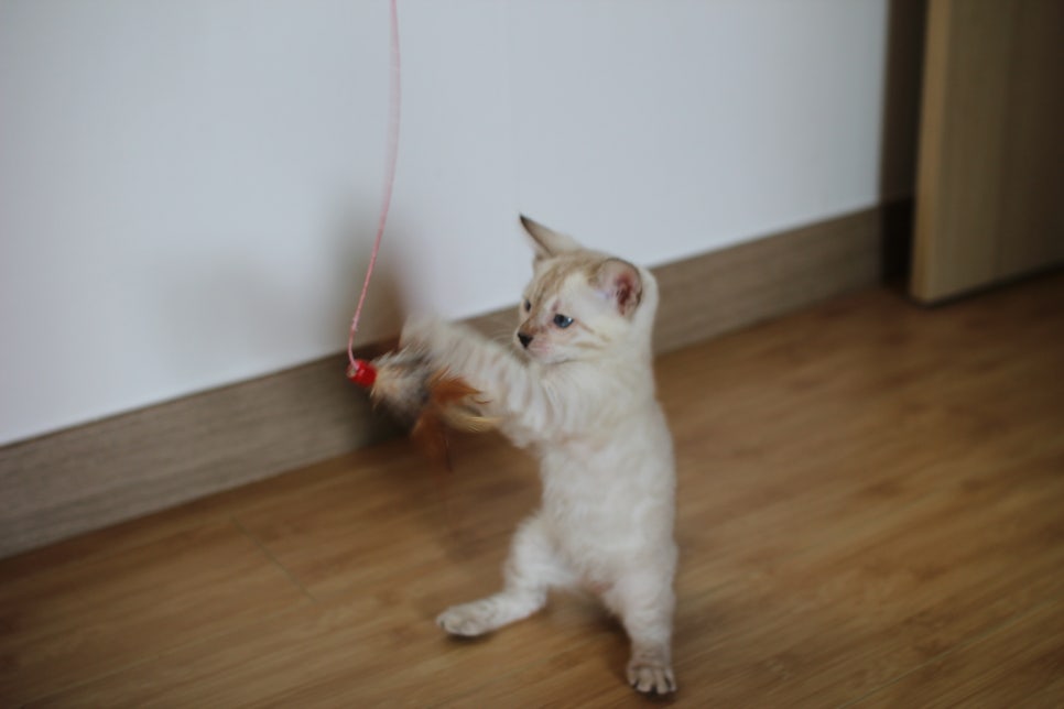 뱅갈고양이 분양은 성격좋고 건강한 아이가 최고예요~ 관련 이미지 8