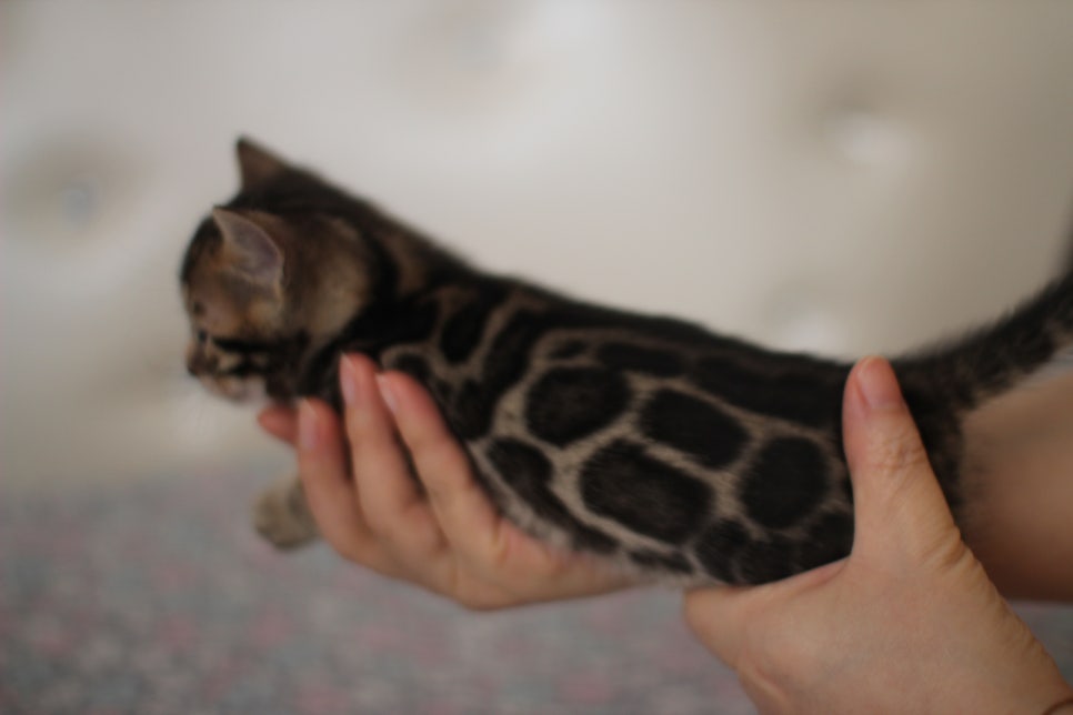 뱅갈고양이 분양중인 여아1 입니다~ 관련 이미지 4