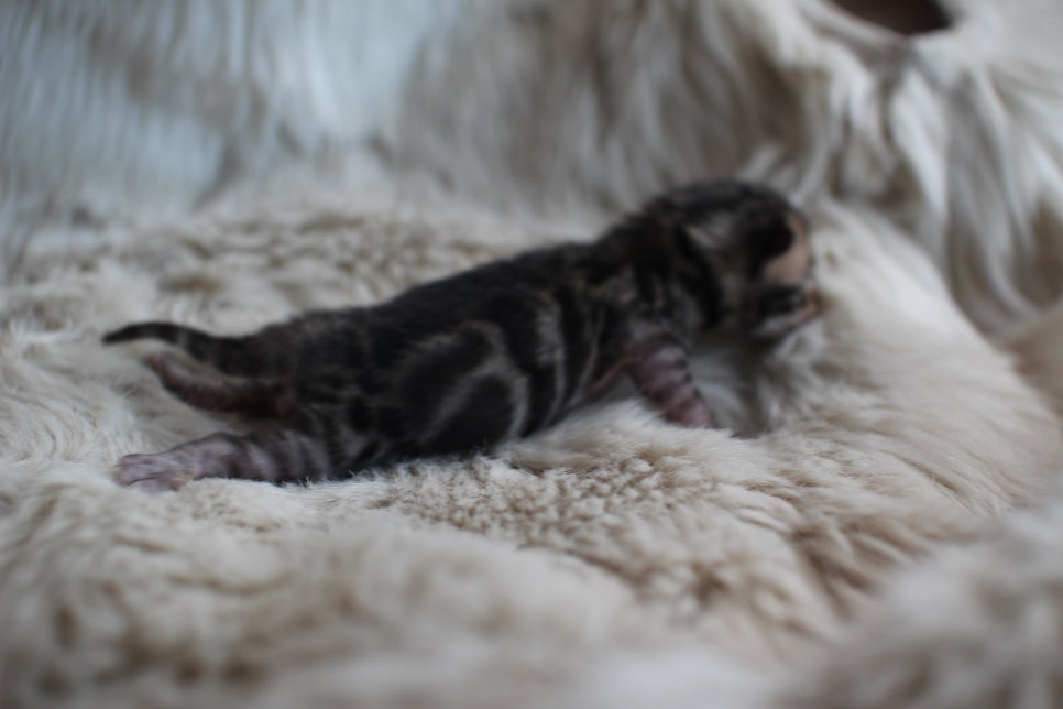 브라운 뱅갈고양이 꼬물이 남아~ 관련 이미지 3