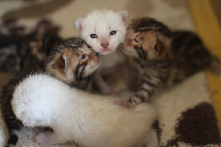뱅갈고양이 꼬물이 무탈히 성장하고 있습니다~ 관련 이미지 5