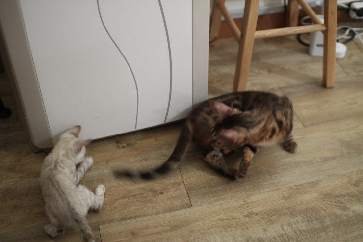 스노우 뱅갈고양이가 저희집 새식구가 됬어요... 관련 이미지 1