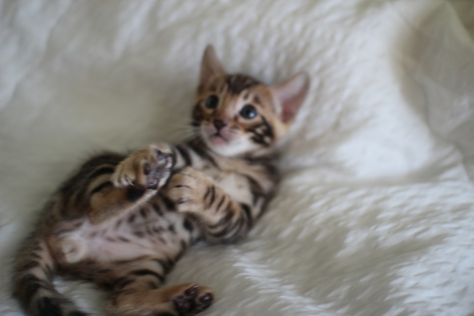 미남 뱅갈고양이에 애교발사~ 관련 이미지 10