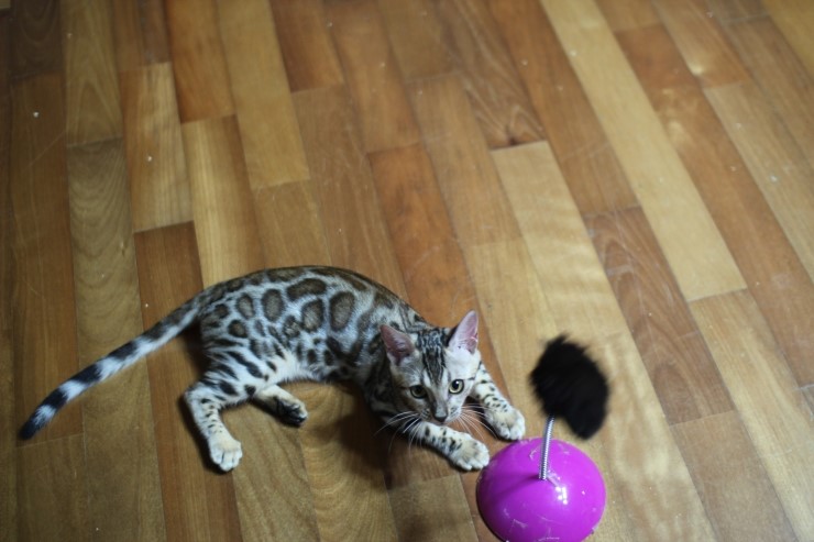 뱅갈고양이 도넛로젯 키퍼여아~ 관련 이미지 6