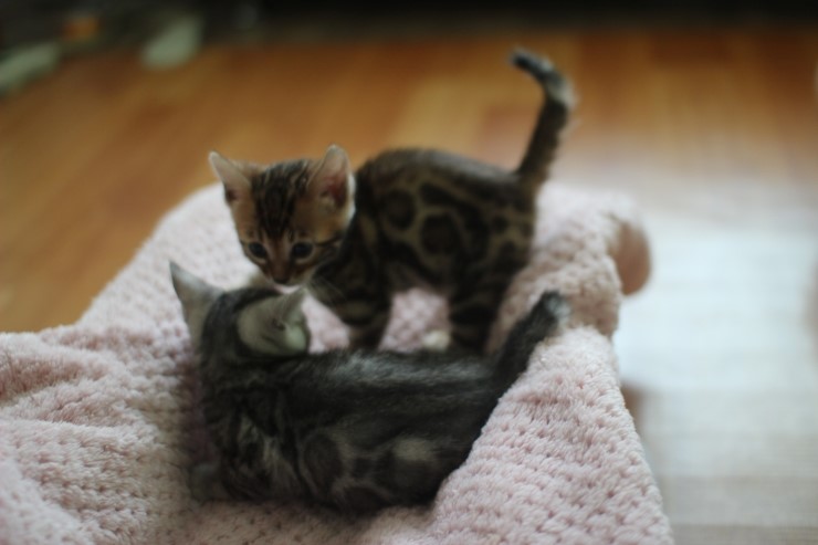 브라운 뱅갈고양이 지우와 실버 뱅갈고양이 로미~ 관련 이미지 1
