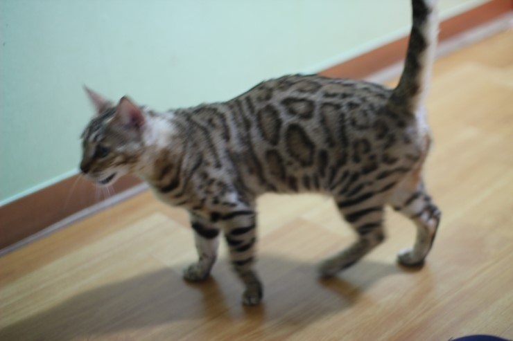 귀염둥이 뱅갈고양이 숙자~~ 관련 이미지 1
