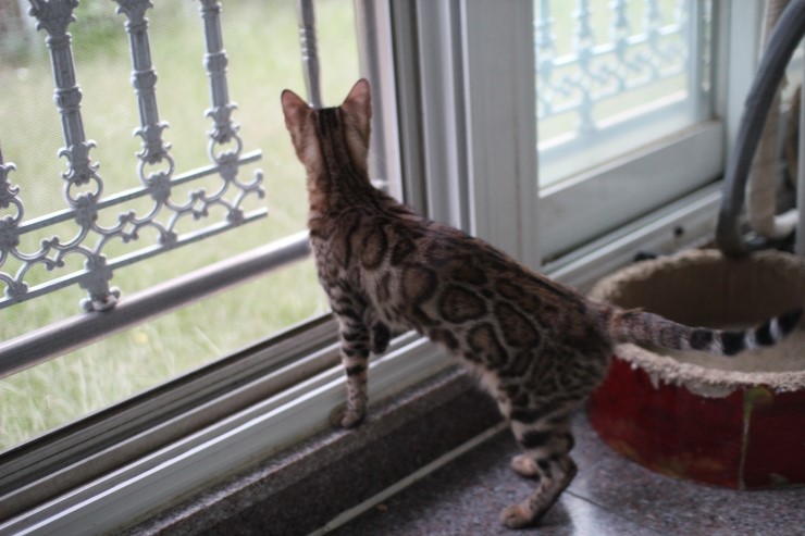 장난꾸러기 뱅갈고양이 리엔이예요~ 관련 이미지 6