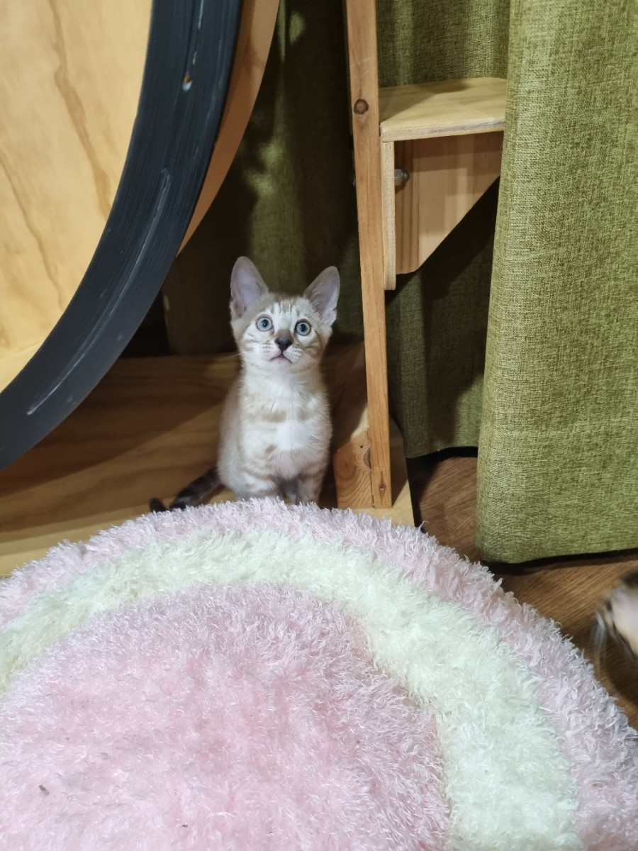 실밍크뱅갈고양이 남아 분양해요~ 관련 이미지 1