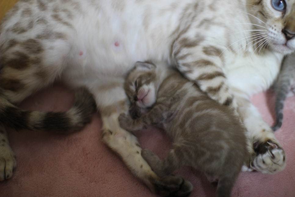 밍크차콜 뱅갈고양이 꼬물이에 사랑스러운 모습~ 관련 이미지 4