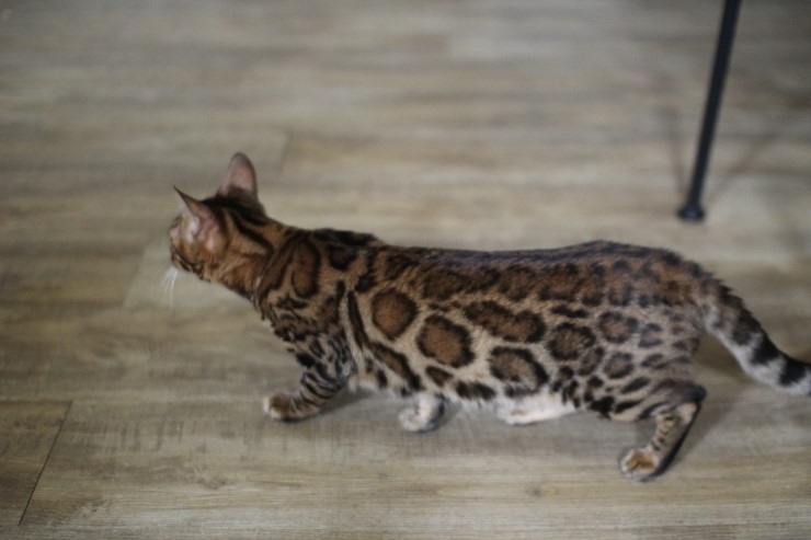 뱅갈고양이, 스노우뱅갈고양이 아이들과 함께 재밌게 지내고 있습니다^^... 관련 이미지 1