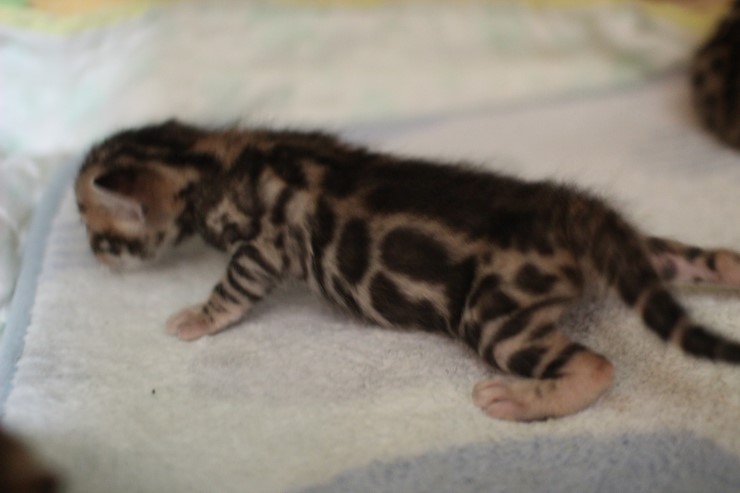 뱅갈고양이,뱅갈고양이 분양 여아 두아이 예약 분양 합니다~ 관련 이미지 1