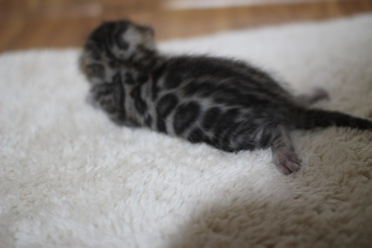 브라운 뱅갈고양이 여아 두아이예요~ 관련 이미지 4