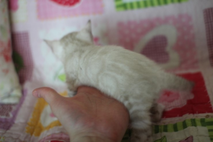 스노우뱅갈고양이 빅로젯 꼬맹이 많이 컸어요 관련 이미지 8