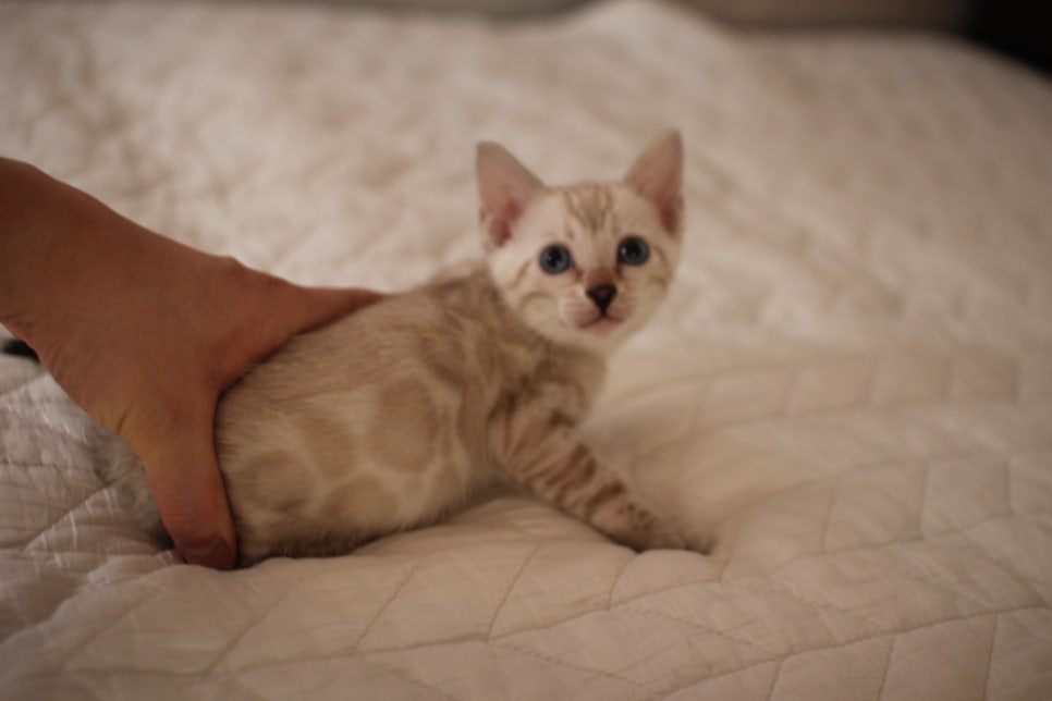 분양중인 뱅갈고양이 브라운 남아,스노우 여아예요~ 관련 이미지 21