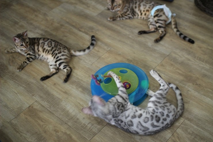 뱅갈고양이,실버뱅갈고양이,장난감 쟁탈전~~~ 관련 이미지 6