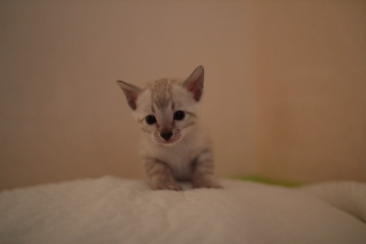 뱅갈고양이 분양 그냥 지나칠수 없을걸? 관련 이미지 19