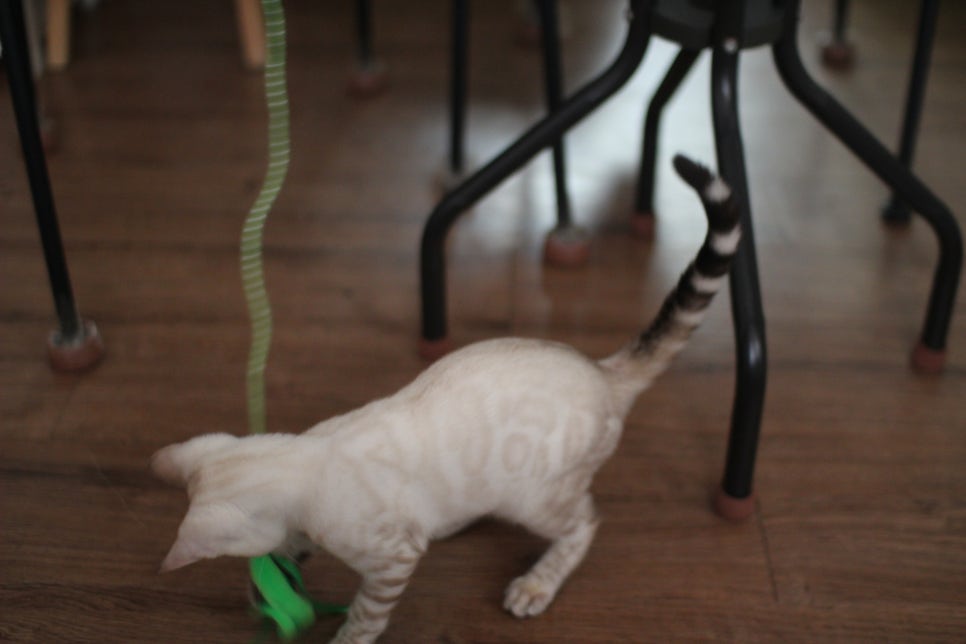 스노우뱅갈고양이 덩치 큰 여아예요~ 관련 이미지 12