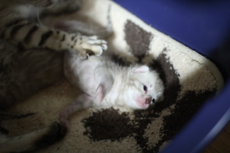 뱅갈고양이 엄마와 아가들~ 관련 이미지 5