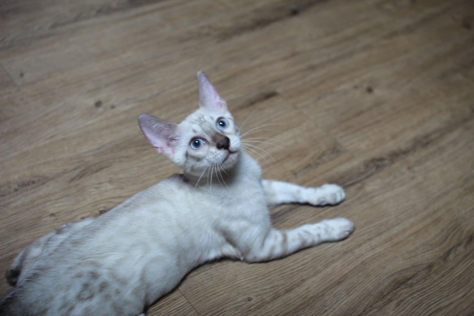 뱅갈고양이 강아지 같은 아이들 분양해요~ 관련 이미지 10