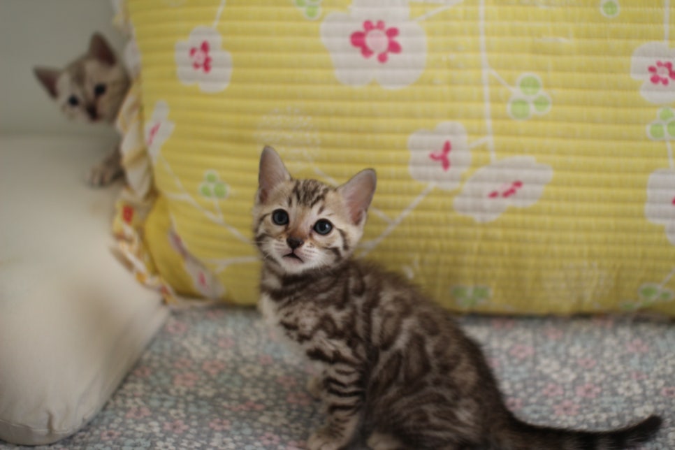 세피아 뱅갈고양이 남아 분양해요~ 관련 이미지 7