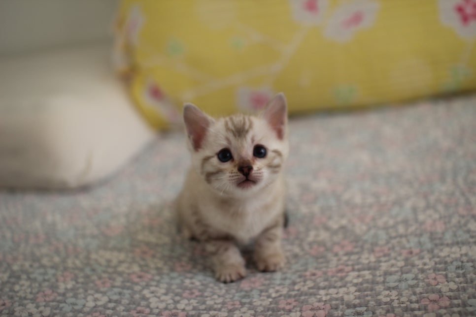 스노우뱅갈고양이 여아 분양해요~ 관련 이미지 2