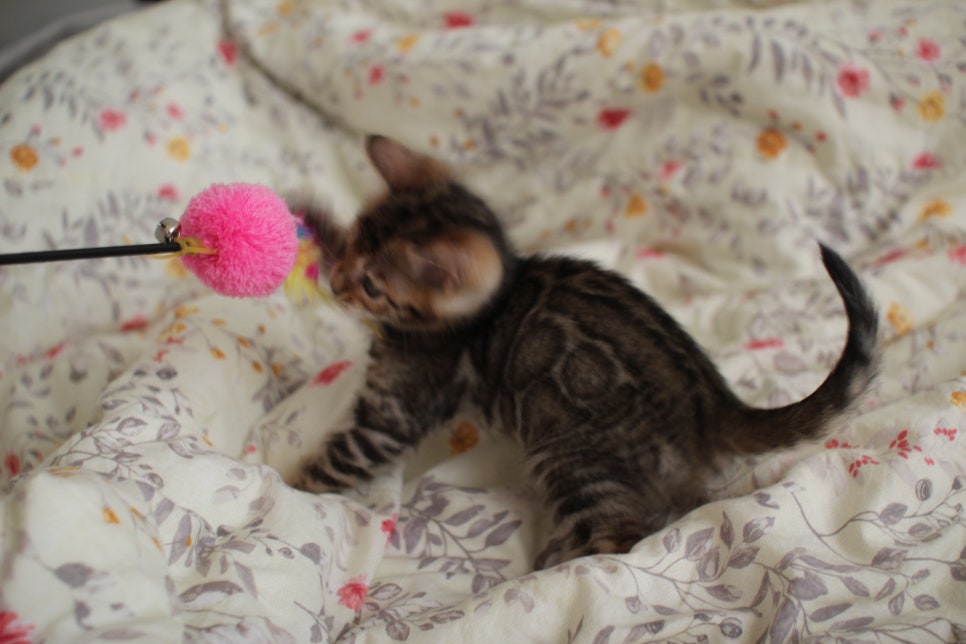 뱅갈고양이 개냥이를 찾으세요? 관련 이미지 13