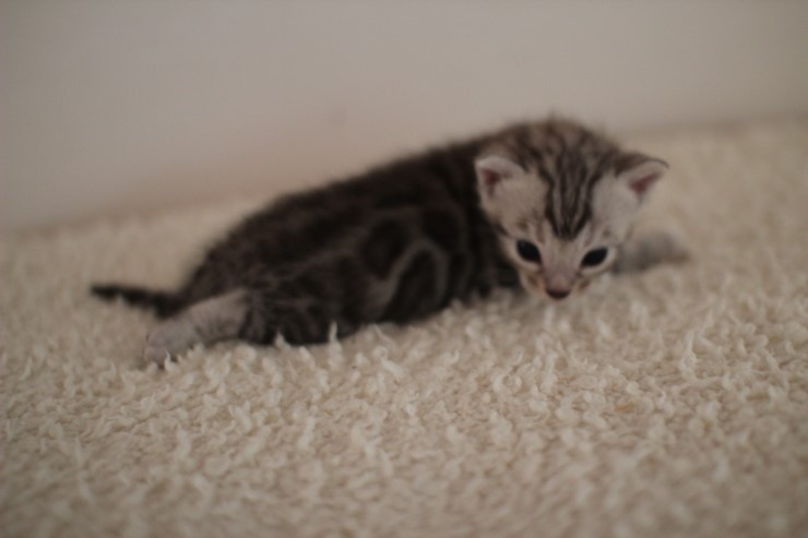 클라우드 로젯 실버 뱅갈고양이 남아예요~ 관련 이미지 2