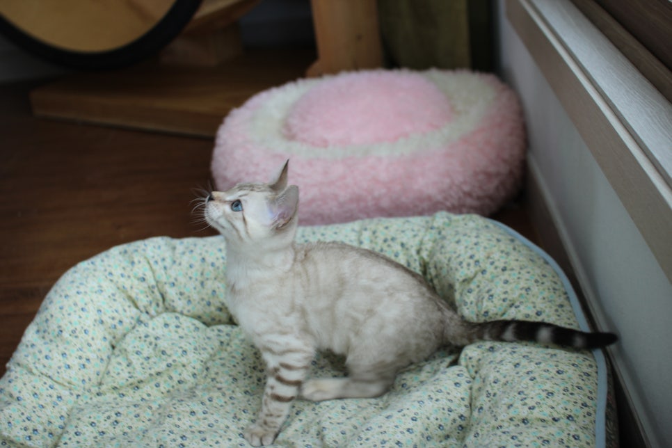 스노우뱅갈고양이 남아 분양해요~ 관련 이미지 6