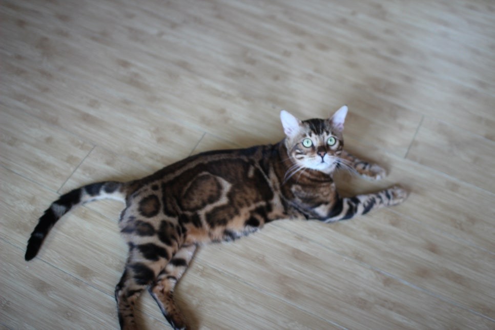 뱅갈고양이 블랙홀 하루종일 거실에서~ 관련 이미지 1