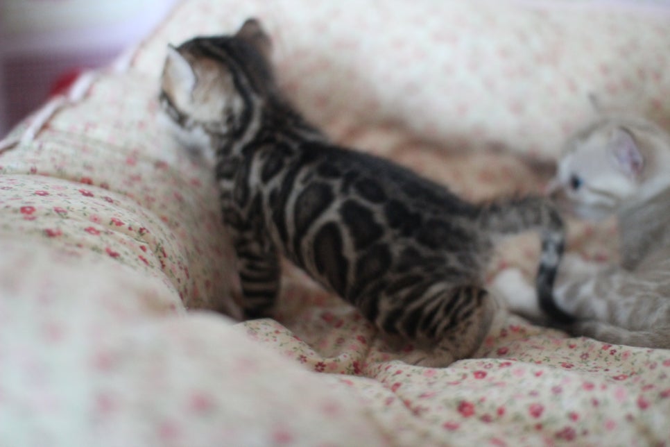 뱅갈고양이 꼬맹이들 사진전 ㅎㅎ 관련 이미지 32