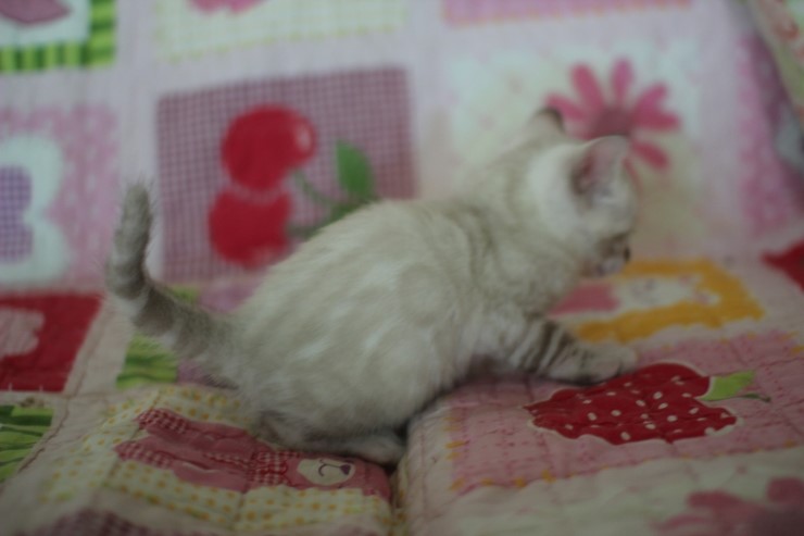 스노우뱅갈고양이 빅로젯 꼬맹이 많이 컸어요 관련 이미지 5