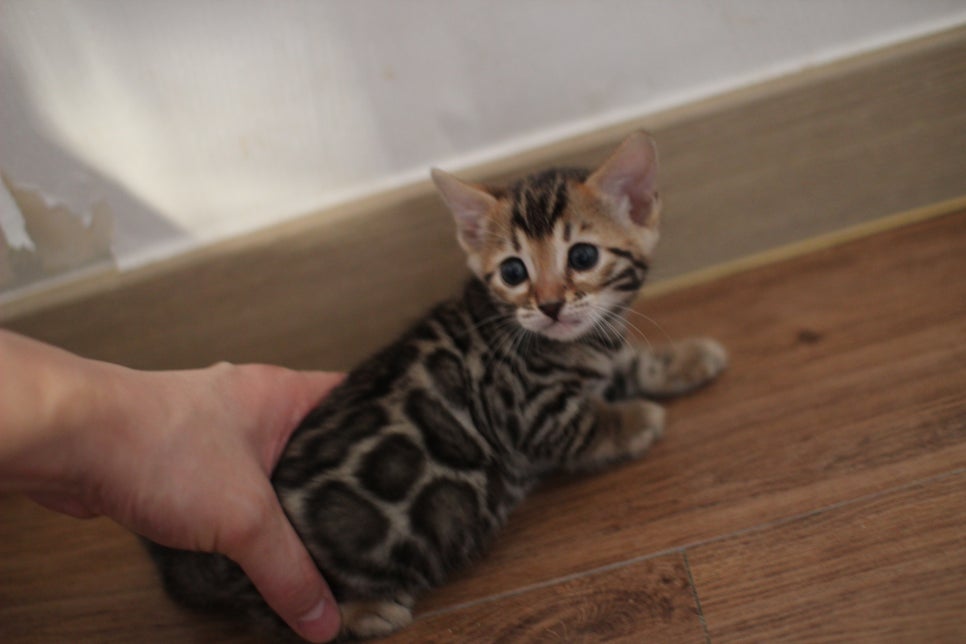 브라운 뱅갈고양이 분양중인 아이들 오늘 모습 입니다~ 관련 이미지 18