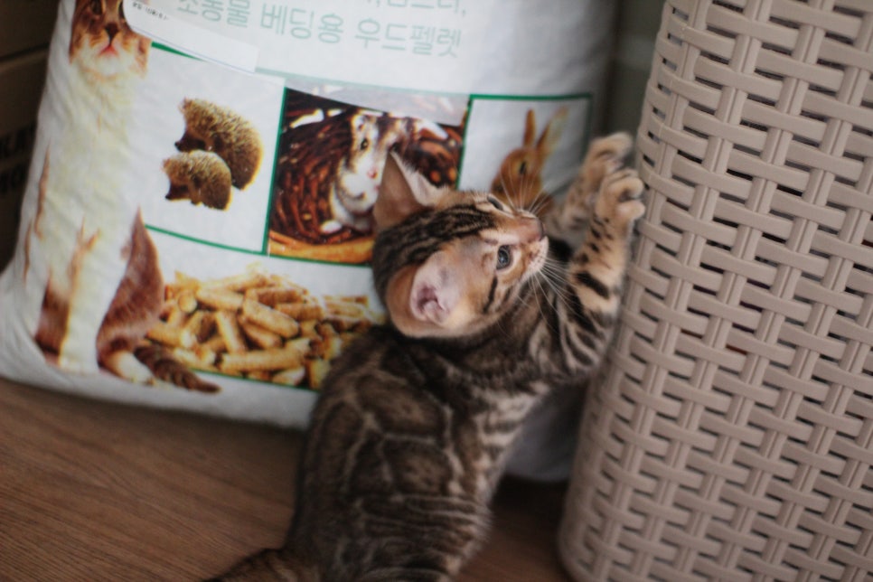 빅로젯 뱅갈고양이 형제 거실에서 한컷~ 관련 이미지 13