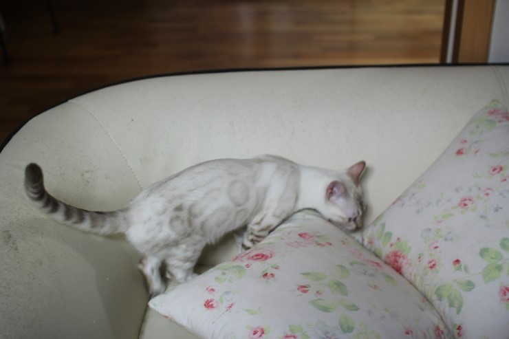 소유캐터리 키퍼 여아들 이쁘게 성장중~ 관련 이미지 3