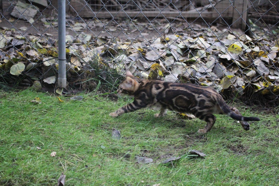 캐나다에서 보내준 뱅갈고양이 남아 사진이예요~ 관련 이미지 2
