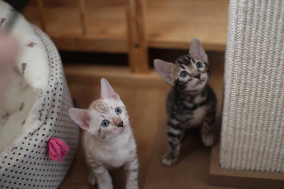 뱅갈고양이분양 요정 같나요? 관련 이미지 6